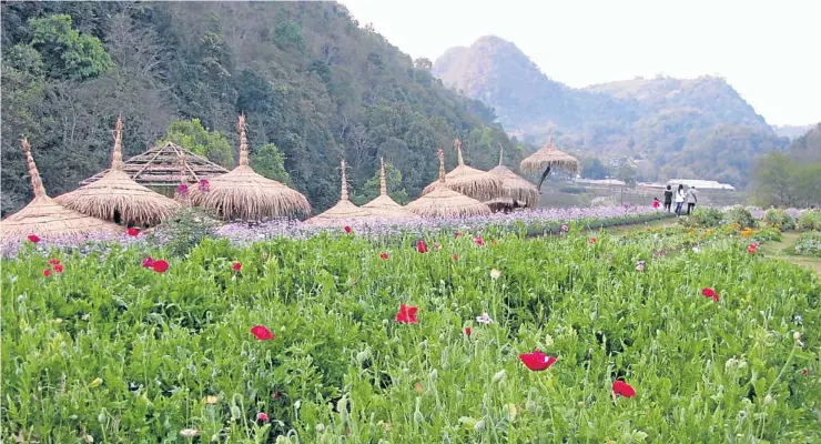  ?? PHOTOS BY THARITTAWA­T SAMEJAIDEE ?? Rows of flowers carpet a field at the Royal Agricultur­al Station Angkhang in Chiang Mai’s Fang district.