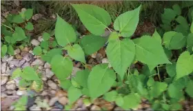  ??  ?? Mulberry weed (Fatoua villosa) is a summer annual that spews seeds all around it, ensuring its unwanted return. (Special to the Democrat-Gazette)