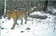  ??  ?? The Chinese Felid Conservati­on Alliance focuses on research of North-Chinese leopards in the Taihang Mountains. The nonprofit’s posts on social media are drawing an increasing number of followers.