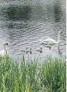  ?? Whitson. Picture: Angus ?? The pair of mute swans that nested on Fasque Lake have produced four cygnets.