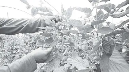  ?? NOTIMEX ?? El crecimient­o de plantacion­es de frutos rojos en Jalisco ha sido sostenido en años recientes