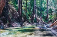  ??  ?? Oldgrowth redwoods and the Little Sur River are part of the sacred land that was purchased by the tribe.