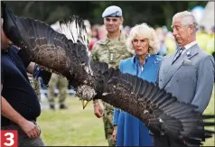  ??  ?? … taking Charles by surprise as she spreads her wings