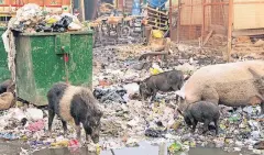  ??  ?? Schweine fressen in einem Wohngebiet in der indischen Hauptstadt Neu Delhi den Müll. Nicht im Bild sieht man die Kinder, die direkt daneben spielen.