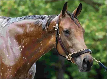  ?? BARBARA D. LIVINGSTON ?? After being scratched twice from the auction, champion female turf runner Lady Eli is slated to sell Nov. 5 at the Keeneland November breeding stock sale.