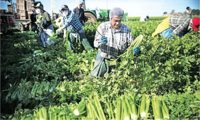  ??  ?? BRAWLEY: Mexican Farm workers harvest celery in a field of Brawley, California, in the Imperial Valley, on Tuesday. Many of the farm workers expressed fears that they would not be able to continue working in the United States under the President...