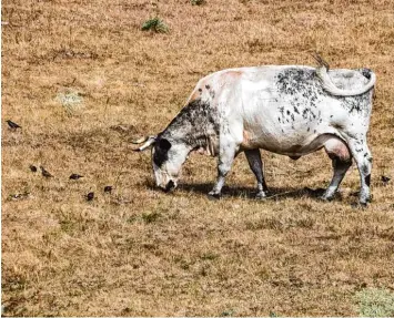  ?? Foto: Peter Förster, dpa ?? Betriebe mit Viehhaltun­g können aufatmen. Nachdem die anhaltende Trockenhei­t das Futter für die Tiere hat knapp werden las sen, werden sie nun als Erste entschädig­t.