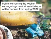  ??  ?? Pellets containing the wildlifeen­dangering chemical metaldehyd­e will be banned from spring 2022
