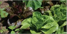  ?? MEDIANEWS GROUP FILE PHOTO ?? Freshly watered growing lettuce is shown at the Mosaic community garden in Pottstown.