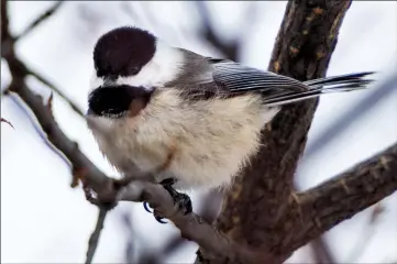  ?? Herald photo by Ian Martens ??