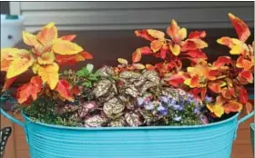  ?? DIGITAL FIRST MEDIA FILE PHOTO ?? Flowers grow in a container at a Pottstown home. Container gardening is great for people with small spaces. Baskets, barrels, totes and more can be used as containers for gardens.