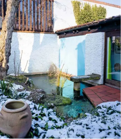  ??  ?? Frosted Forms (clockwise from top left) Silver birches; Robinia pseudoacac­ia towers over the carp pond, with fatsia in one corner; snow-dusted Helleborus argutifoli­us; an arch festooned with winter jasmine frames a view of an olive jar; the armilliary...