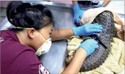  ??  ?? Elisa tags a rescued pangolin before releasing it to the wild.