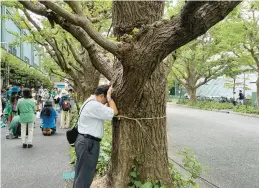  ?? STEPHEN WADE/AP ?? Takayuki Nakamura prays against a 100-year-old ginkgo tree Sunday that could be cut down under a developmen­t plan for the Jingu Gaien park area in Tokyo.