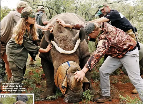  ?? Picture: HARRY TEREZAKIS ?? Necessary evil...a rhino about to be dehorned and below, with reporter Steph