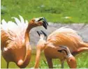  ?? BARBARA HADDOCK TAYLOR/BALTIMORE SUN ?? Flamingos are sequestere­d at the Maryland Zoo due to fears of avian flu.