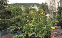  ?? UNIVERSITÉ MCGILL ?? Le Kohlrabi Collective vise à gérer l’augmentati­on de légumes produits sur les campus et y développer un réseau de distributi­on.