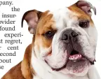  ??  ?? Prized purchase… an English bulldog