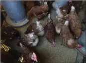  ?? ERIN HOOLEY — THE ASSOCIATED PRESS ?? Red Star chickens feed in their coop in January in Glenview, Ill. The ongoing bird flu outbreak has cost the U.S. government roughly $661 million and added to consumers' pain at the grocery store.