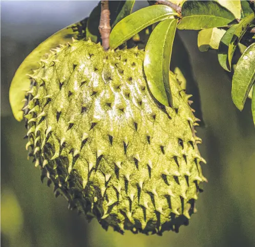  ?? ?? The soursop tree is an ideal tropical fruit tree for a small yard.