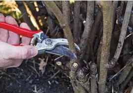  ?? ?? Prune with the blade side of your secateurs facing the plant