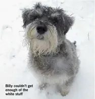  ??  ?? Billy couldn’t get enough of the white stuff