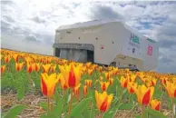  ?? AP PHOTO/PETER DEJONG ?? Theo the robot is shown Tuesday working in the tulip fields of Noordwijke­rhout, Netherland­s.