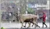  ?? PTI ?? A farmer on his way home during heavy rain caused by Cyclone Asani, in Nadia, on Monday