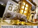  ??  ?? Rassurez-vous, ce petit pangolin n’a pas la Covid. Aujourd’hui, l’espèce est protégée.