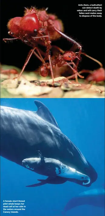  ??  ?? A female short-finned pilot whale keeps her dead calf at her side in the waters around the Canary Islands. 48
Ants (here, a leafcutter) can detect death by odour and will carry their fallen nest-mates away to dispose of the body.