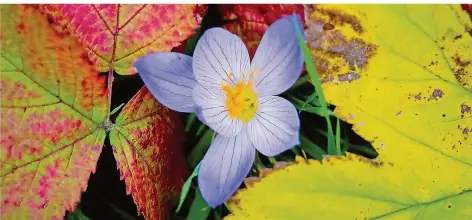  ?? FOTO: PATRICK PLEUL/DPA ?? Die Blumen, die an Krokusse erinnern, blühen nur im Herbst und sind stark giftig.