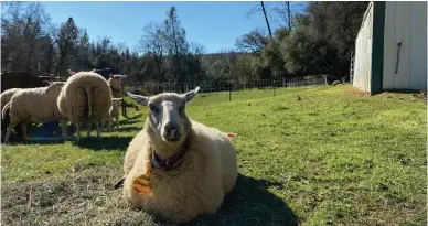  ?? Robert Summa/appeal-democrat ?? Sheep owned by Karolyn Mccall, a North Yuba Water District irrigation customer, are pictured in February. Mccall previously said a recent decision by the district to not deliver irrigation water this season will have dramatic effects in the running of her ranch.