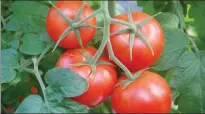  ?? FRANK GALE/THE WESTERN STAR ?? Clumps of ripened tomatoes being grown with hydroponic­s are seen on the vine in the Growing for Life greenhouse operation in Black Duck Siding.