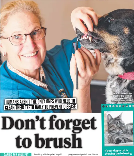  ??  ?? Vet Kirsten Hailstone brushes the teeth of Coco, a rescue dog. Picture: Russell Millard