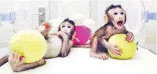  ??  ?? Cloned monkeys Zhong Zhong and Hua Hua are seen at the non-human primate facility at the Chinese Academy of Sciences in Shanghai, China. — Reuters photo