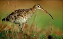  ?? ?? The curlew population in Devon has declined by 85% since 1985
