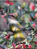  ?? CHEN YONG / FOR CHINA DAILY ?? In Renhuai, Guizhou, a bird rests on the branch of a begonia.