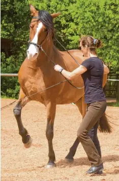  ??  ?? Dressurarb­eit an der Hand, das demonstrie­rt hier Gabriela Harnischfe­ger bei ihrem Seminar in Wollishaus­en.