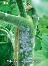  ??  ?? Mildew on the tomato stems.