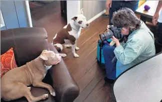 ?? Rick Loomis Los Angeles Times ?? SMILE PRETTY. Pet keepsakes are a specialty of photograph­er Diana Lundin, at work here capturing Cali, in the chair. Dudley waits patiently. Lundin will shoot video as well as stills.