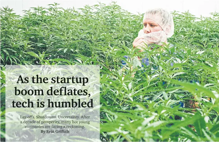  ?? PHOTOS BY THE NEW YORK TIMES ?? ABOVE
Investors became sceptical of cannabis companies last year.