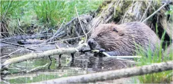  ??  ?? Here fur good Perth now has many resident urban beavers