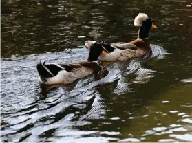  ?? ALBERT MARÍN ?? En el lugar se pueden observar patitos y gansos.