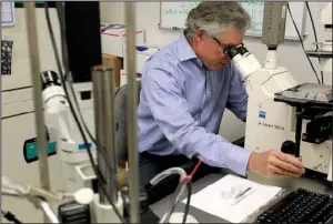  ?? Arkansas Democrat-Gazette/BENJAMIN KRAIN ?? UAMS cell biologist Dr. Richard Kurten works with living lung tissue at his laboratory at the Arkansas Children’s Hospital Research Institute in Little Rock.