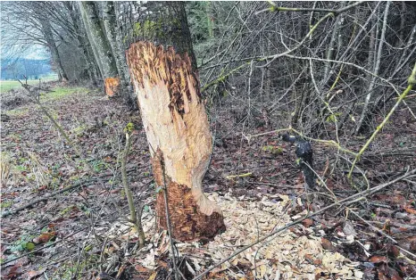  ?? FOTOS: KBO ?? Lange hat der vom Biber angefresse­nen Baum nicht mehr zu leben. Waldbesitz­er und Landwirte sind ebenfalls „angefresse­n“angesichts der großen Schäden, die die streng geschützte­n Tiere anrichten.