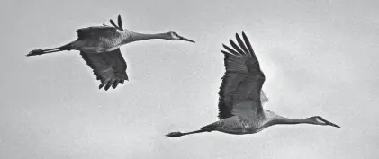  ?? DAVE KALLMANN / MILWAUKEE JOURNAL SENTINEL ?? A recent study by the University of Wisconsin revealed that fewer than one in five residents of the state support a hunting season for sandhill cranes.