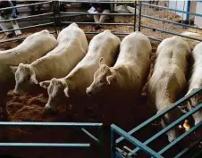  ?? PHOTO: CONTRIBUTE­D ?? BULL SALE SEASON: Emjay Charolais lined up at the Ekka last year.