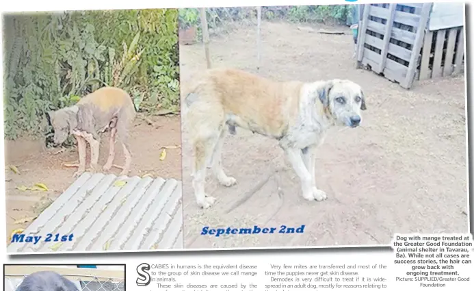  ?? Picture: SUPPLIED/Greater Good Foundation ?? Dog with mange treated at the Greater Good Foundation (animal shelter in Tavarau, Ba). While not all cases are success stories, the hair can grow back with ongoing treatment.