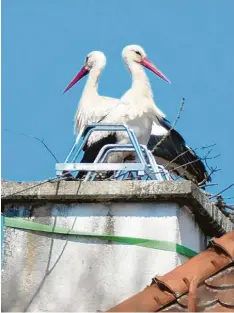  ?? Foto: Ulla Gutmann ?? Diese Störche versuchen, ein Nest auf dem Kamin des Mindelheim­er Maria‰Ward‰ Klosters zu bauen. Weil das nach Meinung von Experten nicht ganz ungefährli­ch ist, wurden jetzt sogar die Feuerwehr aktiv.