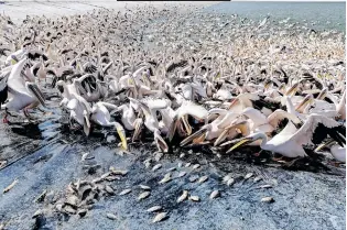  ?? ?? A SQUADRON of migrating Great White Pelicans are fed on their journey south as part of an Israel Nature and Parks Authority project aimed at preventing pelicans from feeding from commercial fish breeding pools at a water reservoir in Mishmar Hasharon, central Israel. | RONEN ZVULUN Reuters